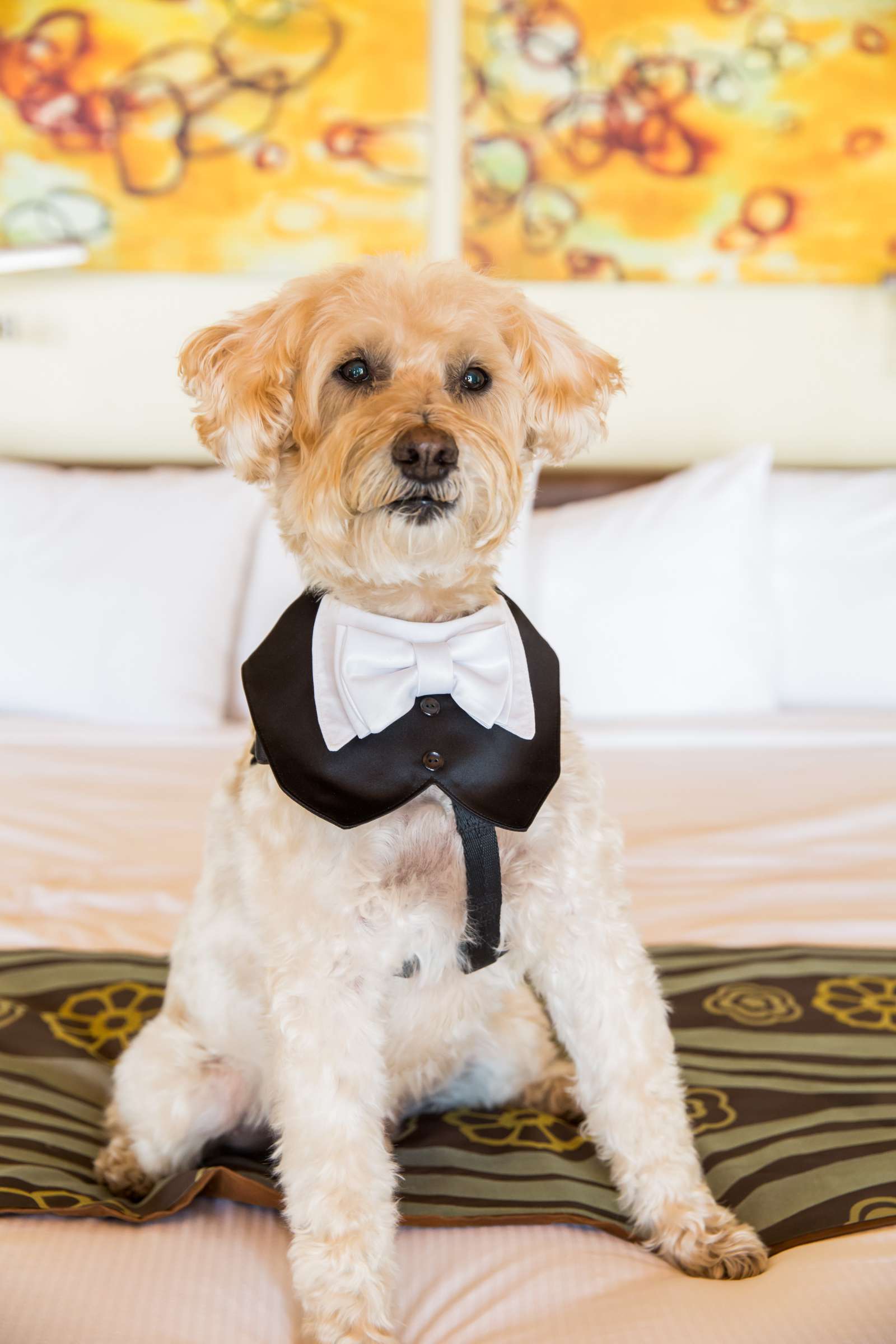 Pets at Paradise Point Wedding, David and Barry Wedding Photo #262964 by True Photography