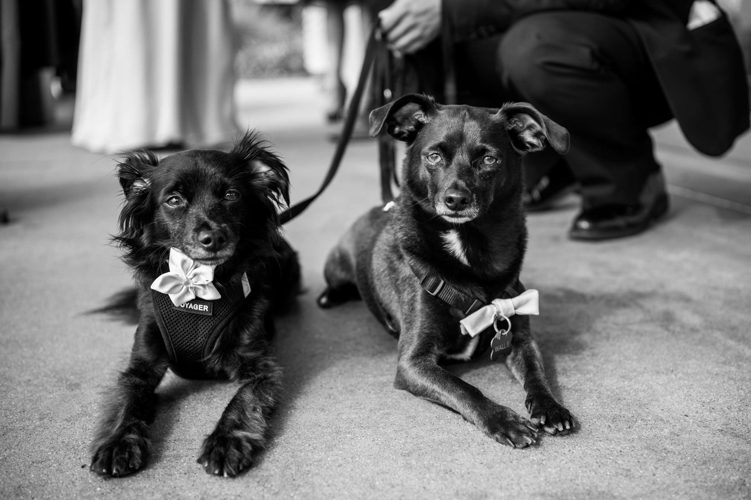 Pets at Scripps Seaside Forum Wedding coordinated by First Comes Love Weddings & Events, Lisa and Simon Wedding Photo #11 by True Photography