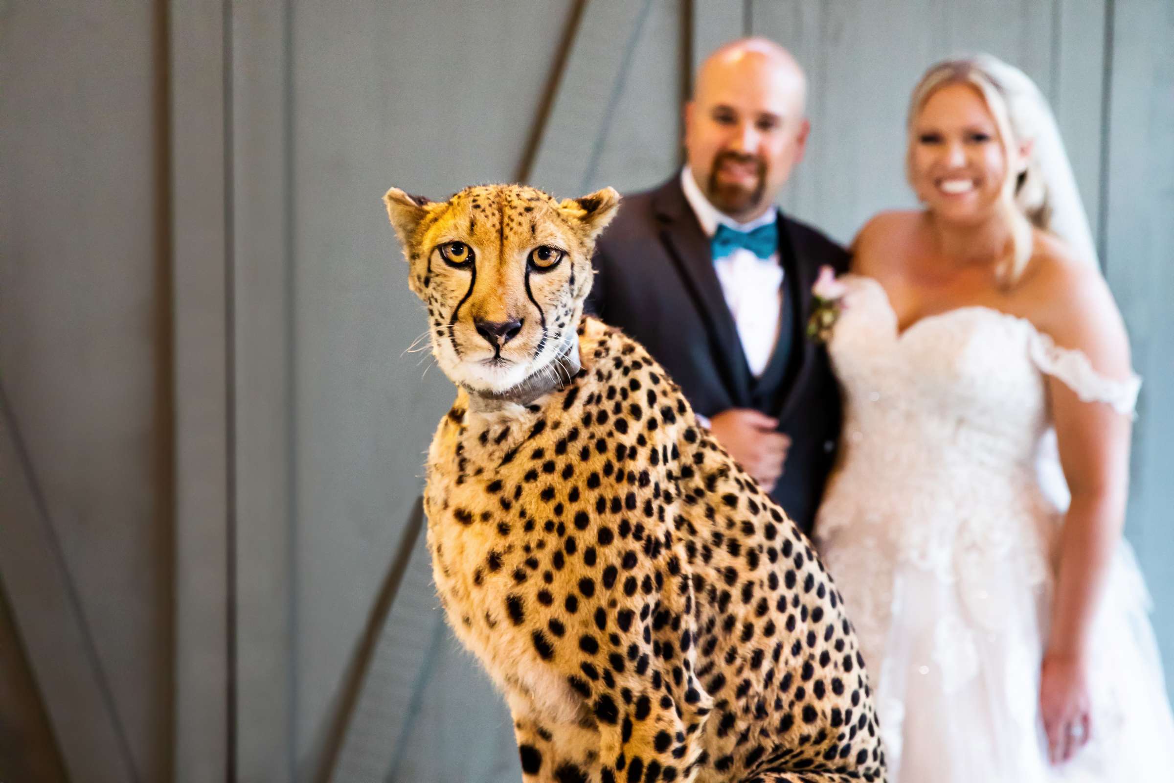 Safari Park Wedding coordinated by Always Flawless Productions, Stefanie and Travis Wedding Photo #1 by True Photography